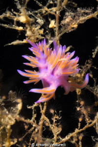 Flabellina Affinis photographed with Canon lens 60 mm by Antonio Venturelli 